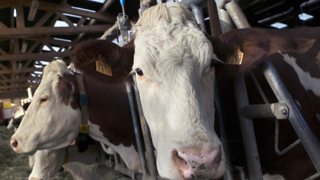Des vaches Montbéliardes. L’importation de près de 500 têtes pour une centaine d’éleveurs camerounais a débuté en 2020, et entre dans le cadre de la politique d’import-substitution visant à ne plus importer ce qui peut être produit dans le pays.