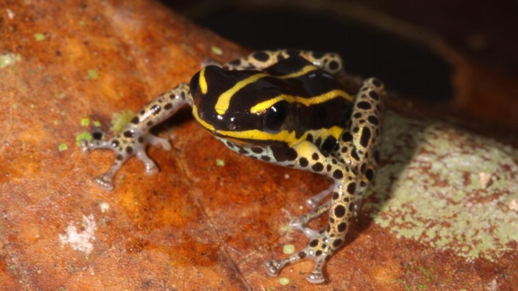 Nueva especie de rana venenosa en la Amazonía: mide 15 milímetros y luce franjas dorsales negras y amarillas