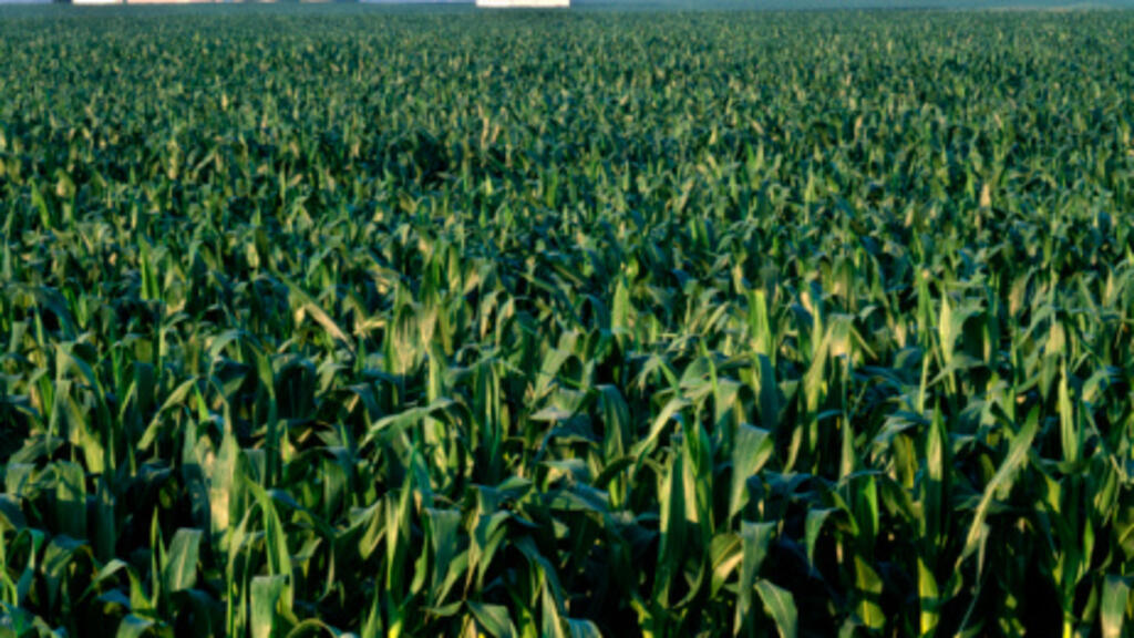 Un champ de mais dans une ferme de l'Illinois, dans le Middle West des Etats-Unis.