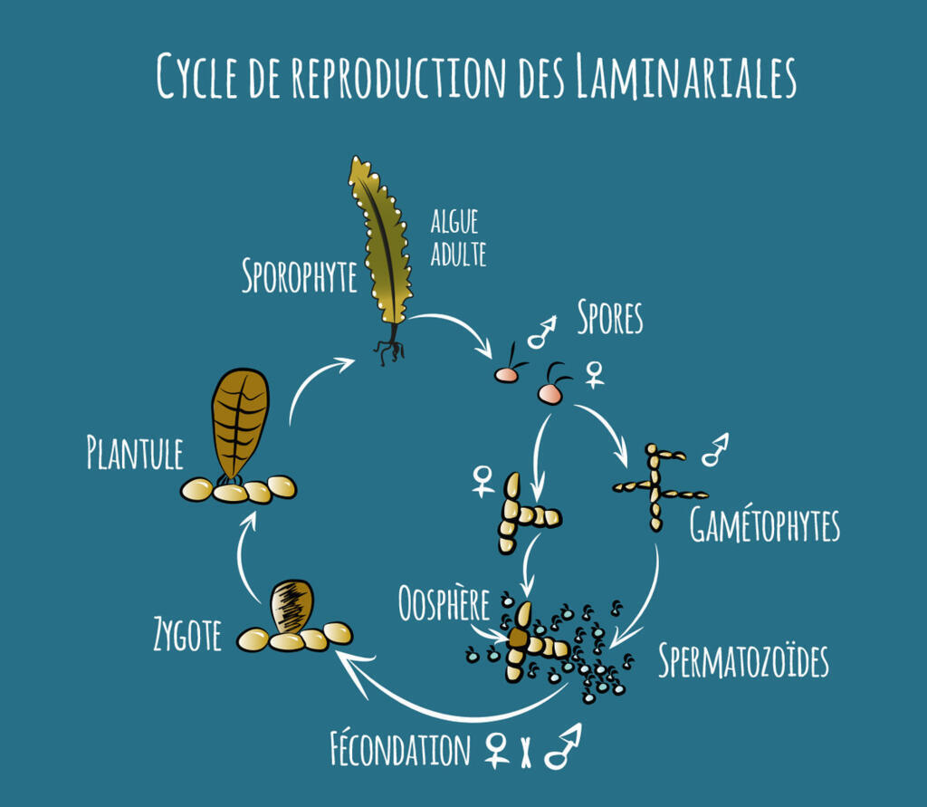 Schéma du cycle de reproduction des algues laminaires.