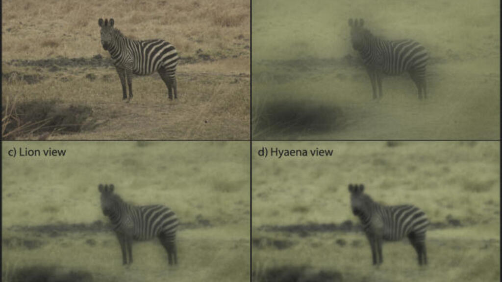 Comment quel animal voit un zèbre dans la savane, selon les recherches de Tim Caro, en 2016.
