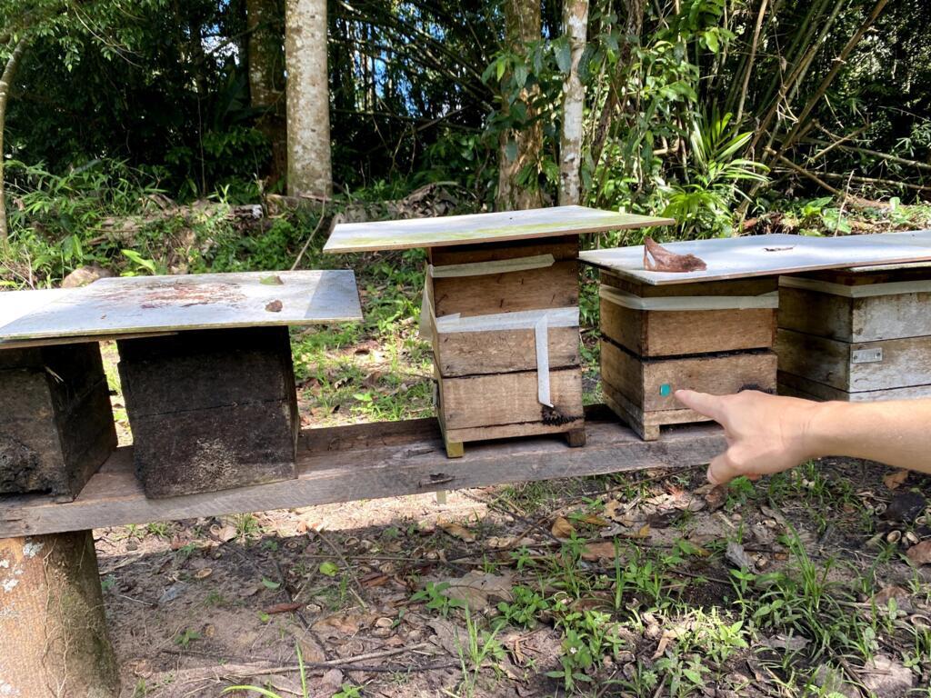 Produtores começaram a instalar caixas de abelha no meio das SAFs. Além de acelerar a polinização, é nova fonte de renda.