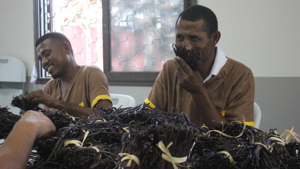 Tri de la vanille préparée avant exportation dans l'entreprise RTHMC Export à Sambava, dans le nord-est de Madagascar. Les employés sentent chaque gousse pour s'assurer de leur qualité.