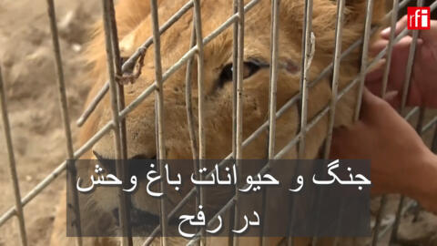 حیوانات باغ وحش رفح در بحبوحه حملات اسرائیل مجبور به تخلیه شدند