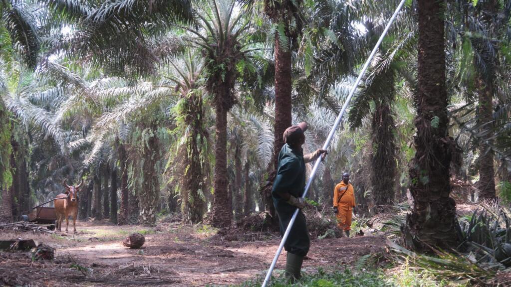 La Côte d’Ivoire veut multiplier par trois sa production d’huile de palme et devenir le premier producteur du continent.