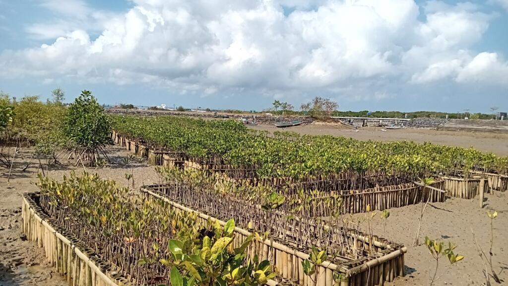 Indonésie: réimplantations de mangroves près du port de Benoa, sur l'île de Bali.