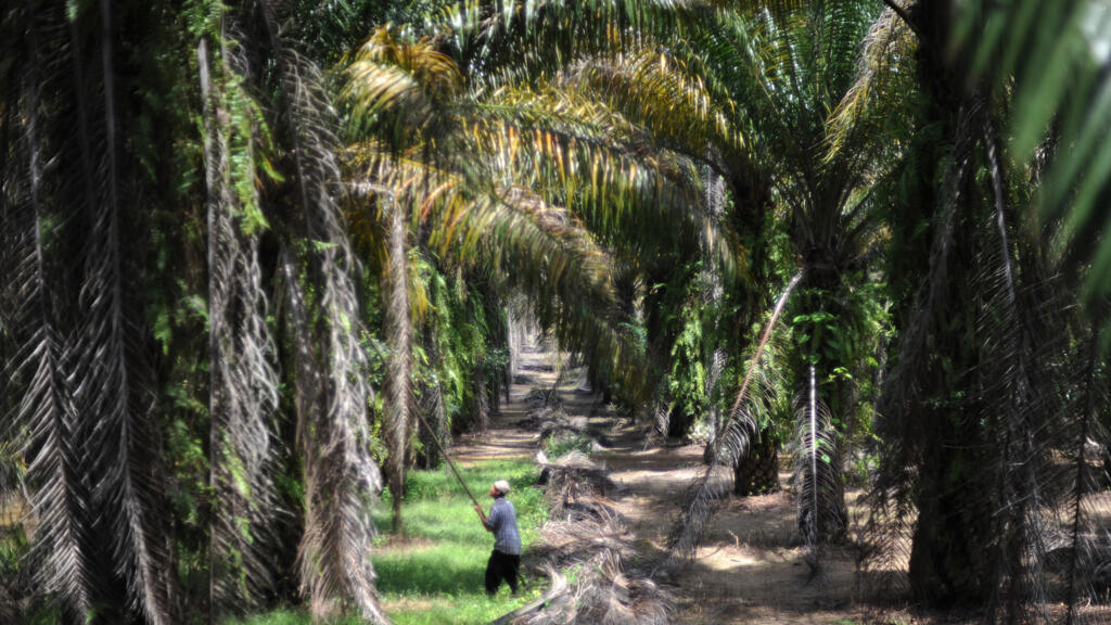 Des vents contraires soufflent sur les cours de l'huile de palme
