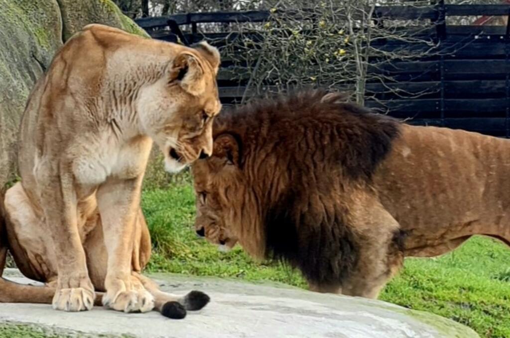 Un mâle reproducteur de 8 ans, né au Maroc, vient d'arriver au Parc zoologique de Paris.