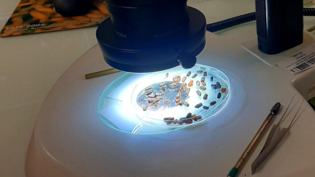 A l’aide d’un microscope, identification de pupes de diptères retrouvés sur une scène de crime.