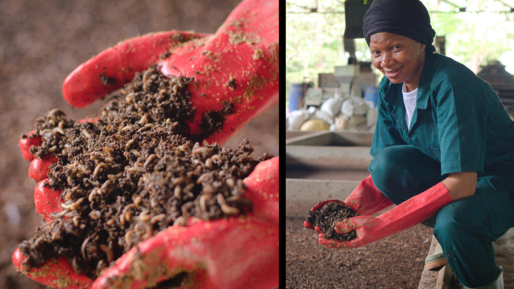 Fatoumatou Fofana est l'entomologiste de BioAni. L'exploitation de fermes d'élevage de larves de mouches soldats noires (photo), "super-héros" environnementaux, transforment les déchets alimentaires en protéines destinées à l'alimentation animale, mais aussi en fertilisants naturels qui revitalisent les sols et nourrissent les plantes.