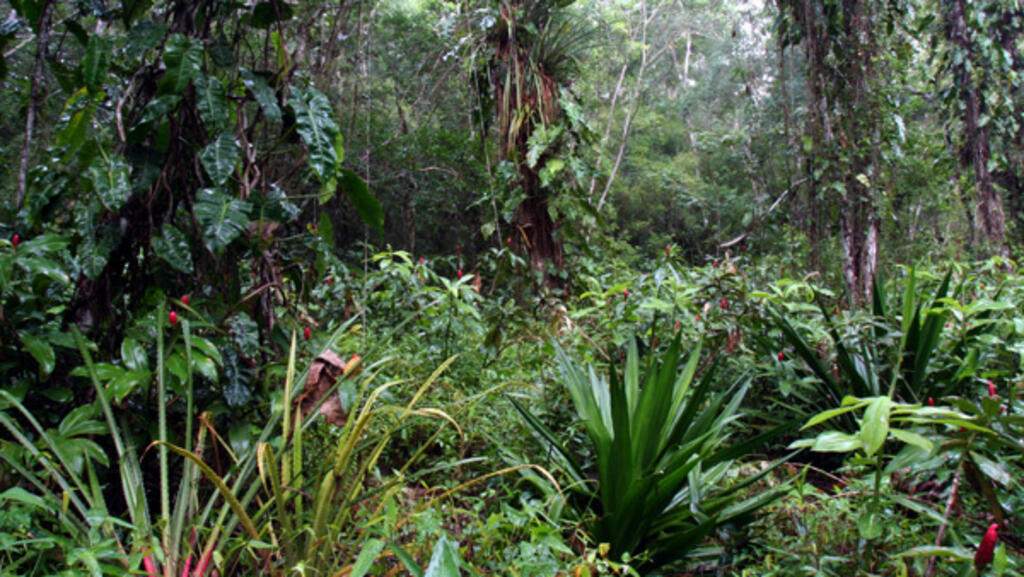 Cette forêt à clairière des Monts d'Arawa au sud de la Guyane, sur affleurements granitiques, illustre la diversité floristique en relation avec celle de milieux rares et fragiles.