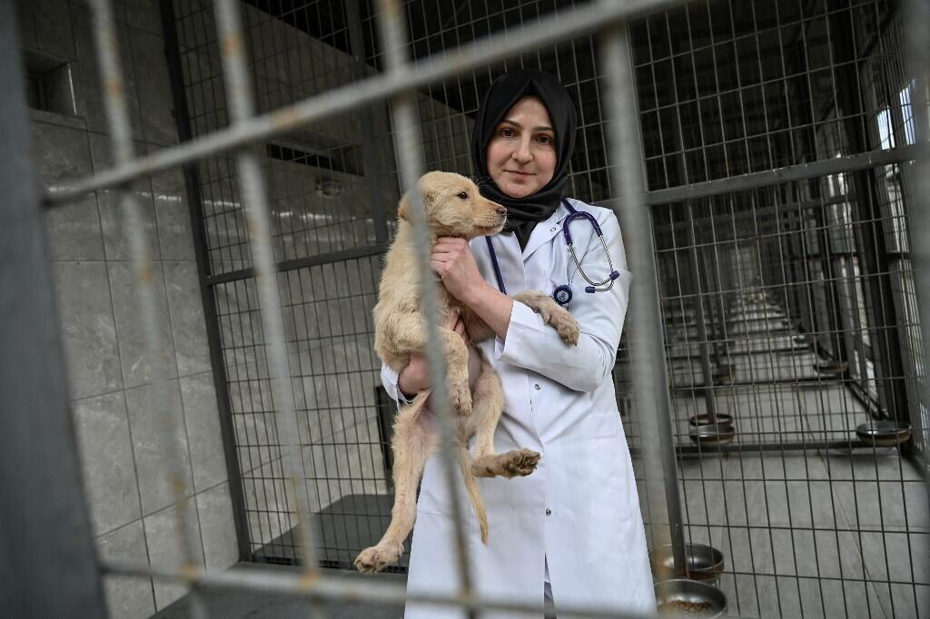 Tugce Demirlek, head veterinarian at the Sultangazi Health Centre in Istanbul, poses with a stray dog on 30 January 2019.