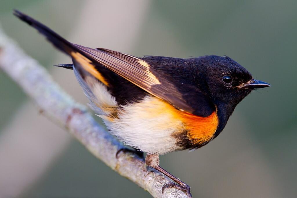 Une paruline flamboyante.