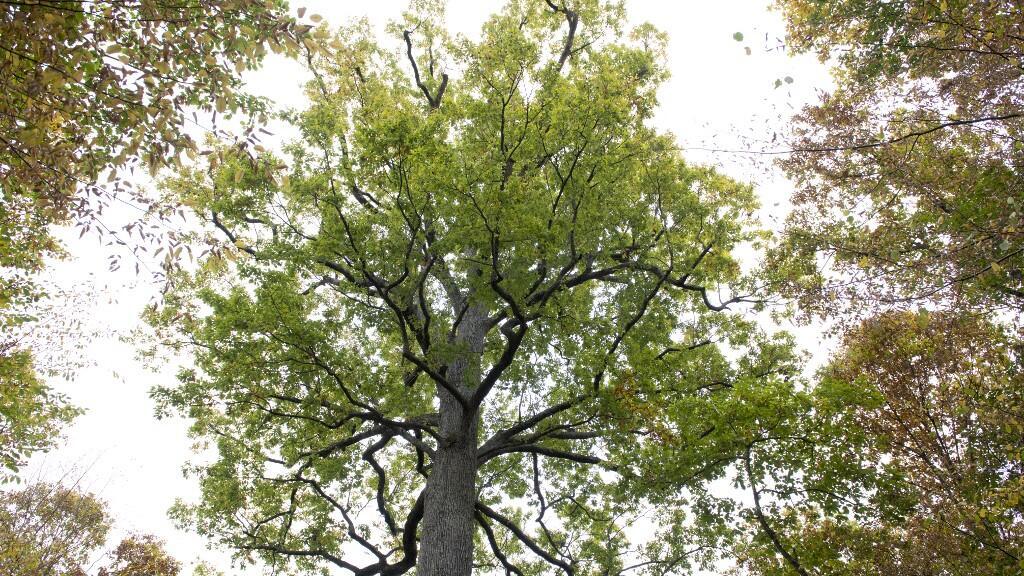 Un arbre dans les bois de Saint-Bonnet-Troncais, en Auvergne, le 25 octobre 2018. La forêt de Troncais est célèbre pour ses chênes tricentenaires (image d'illustration).