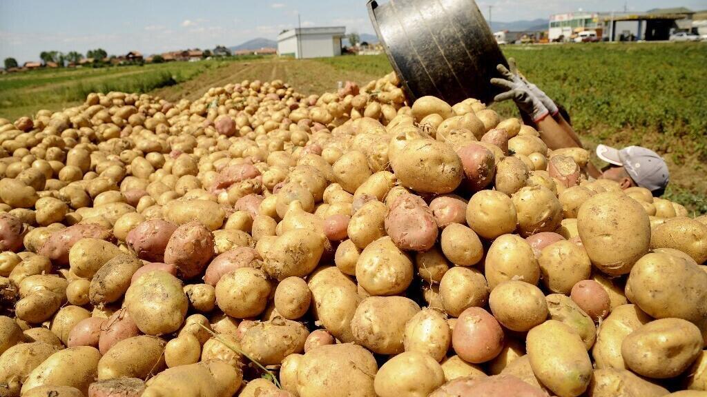 Les prix de la pomme de terre européenne pénalisés par l'excédent 2025