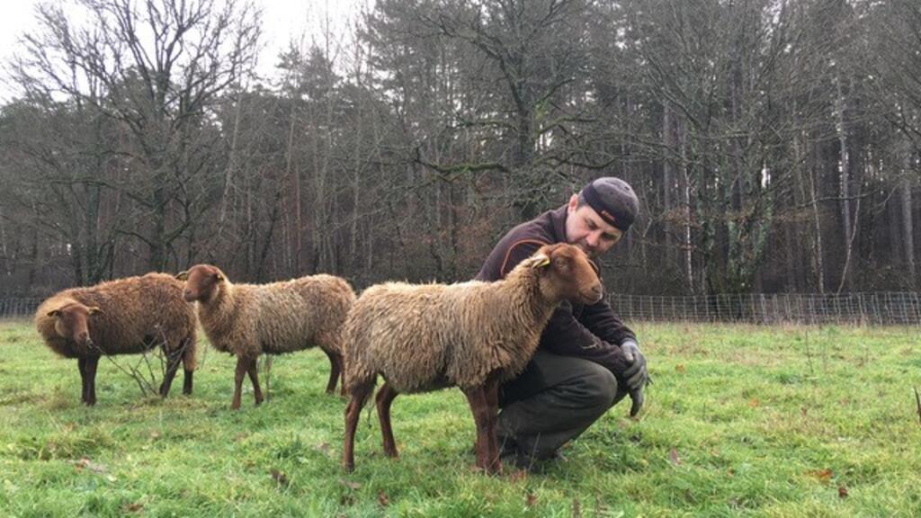Céréalier-éleveur en Sologne, Franck Baechler pratique l’agriculture de conservation des sols, un mode de culture qui devrait être épargné par l’interdiction du glyphosate.