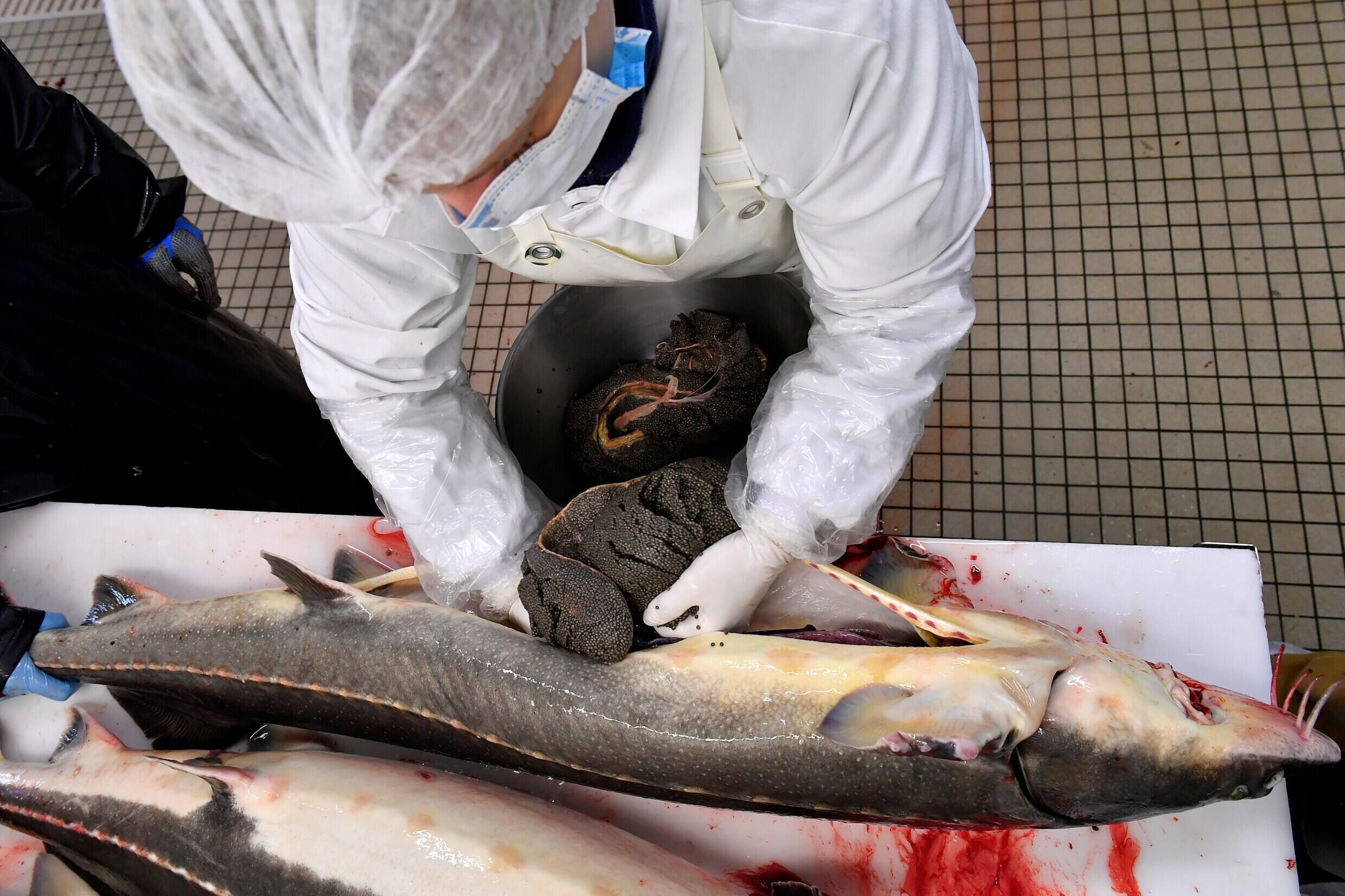 Un technicien enlève des œufs de poisson d'esturgeon dans une pisciculture près de l'embouchure de la Gironde dans l'ouest de la France
