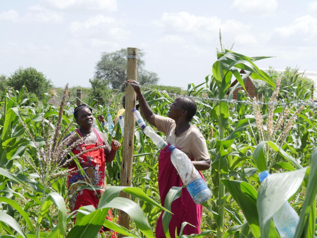 Farmers setting up an elephant repellent fence in the Sagalla farming community, Kenya