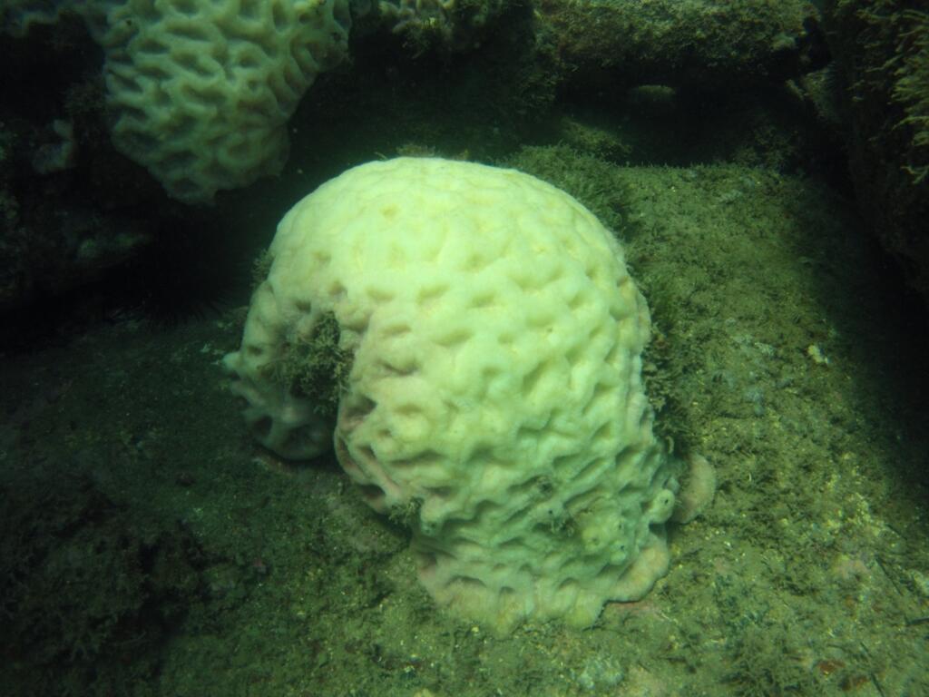 Pouco a pouco, coral morto perde seus relevos e deixa de atuar como "engenheiro ecossistêmico" do ambiente marinho. Recifes abrigam cerca de 30% biodiversidade dos oceanos.