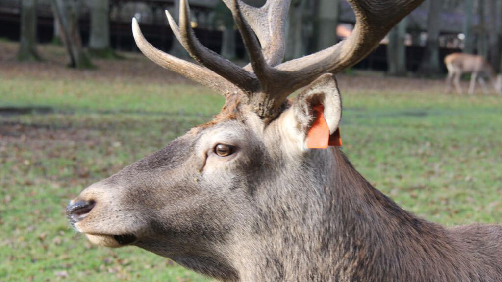 Le cerf Léon dans la réserve naturelle ouverte aux touristes. 