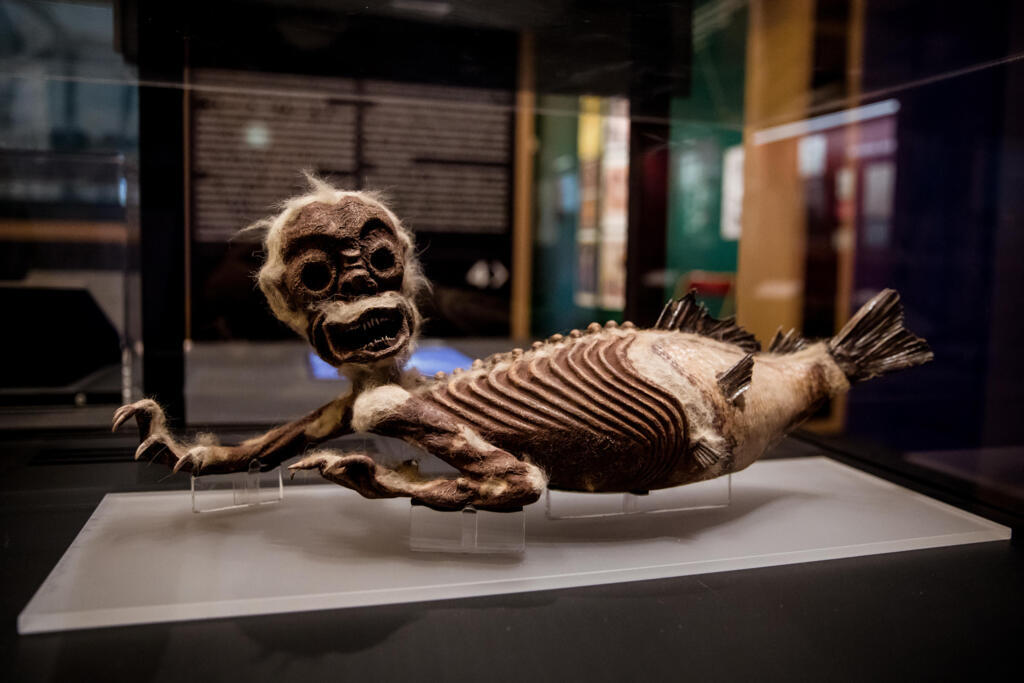 «Sirène» des Fidji, prêt du Muséum national d’Histoire naturelle.