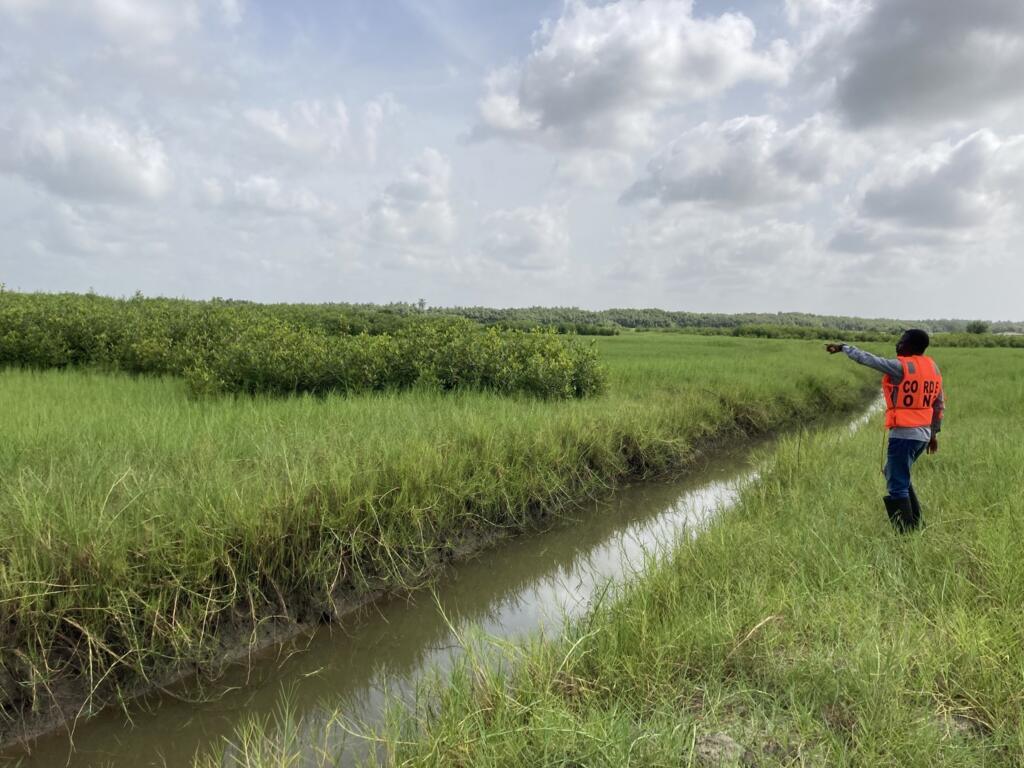Le site de restauration de mangroves dans la lagune côtière du côté de Ouidah, visité en compagnie de l’ONG CORDE.