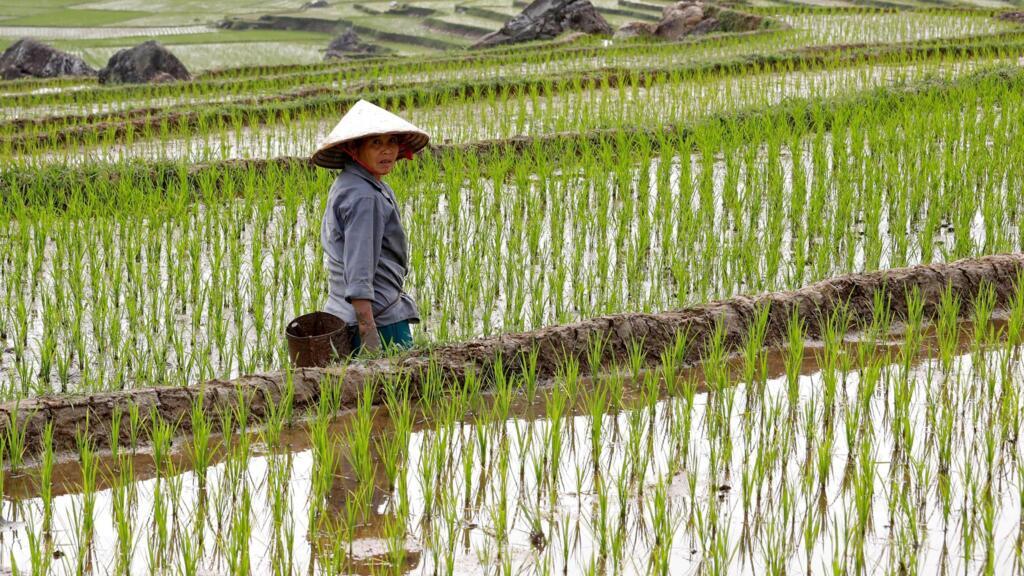 Une agricultrice dans une rizière en terrasses à Pu Luong, au Vietnam.