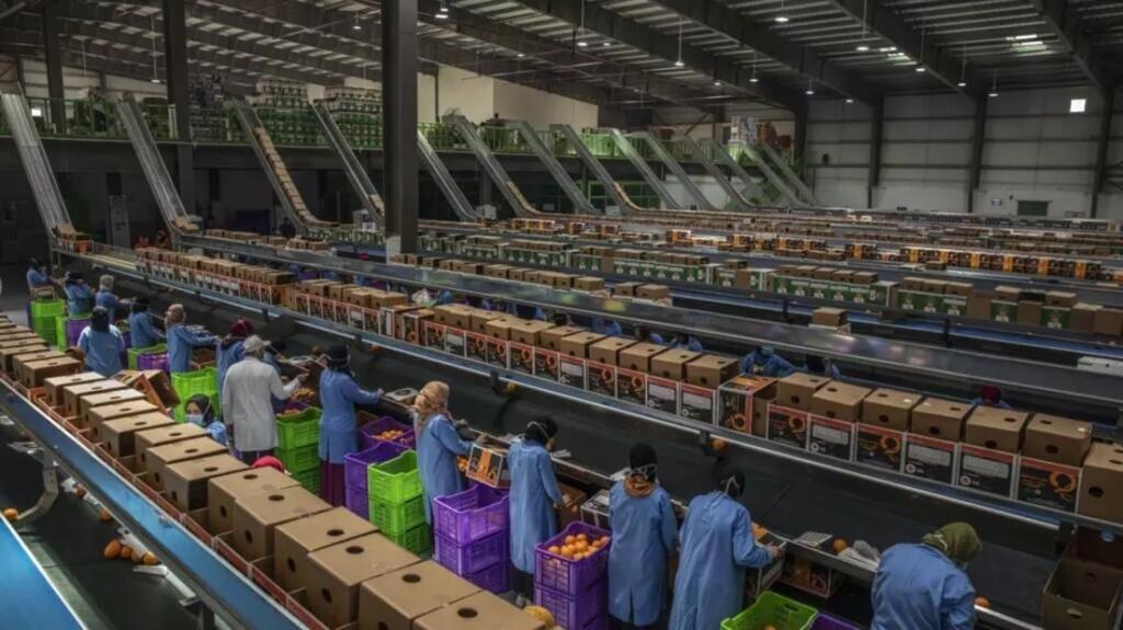 Linie de selectare și ambalare a portocalelor pentru export, fabrica Gamco, în apropiere de Alexandria, Egipt, 15 aprilie 2020.