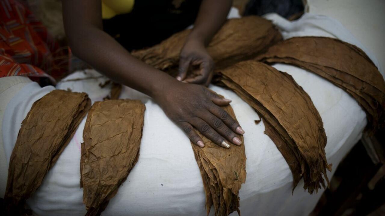Cuba: «Près de 60 000 prisonniers sont contraints au travail forcé pour produire des cigares ou du charbon de bois»