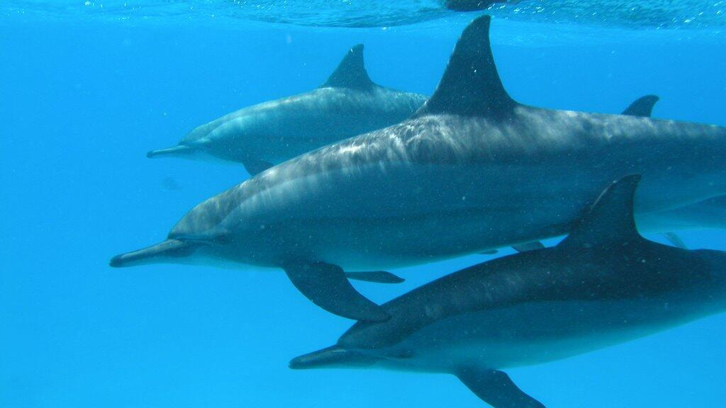 Des milliers de dauphins victimes collat&eacute;rales de la guerre en Ukraine