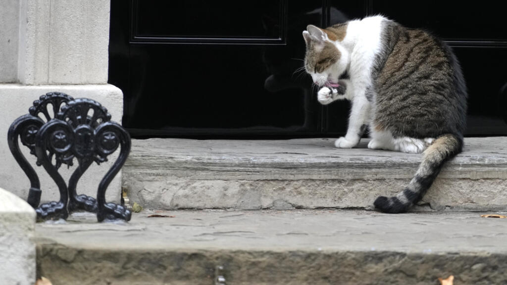 Larry le chat fait sa toilette sur le pas de la porte du 10 Downing Street à Londres, le vendredi 14 octobre 2022.