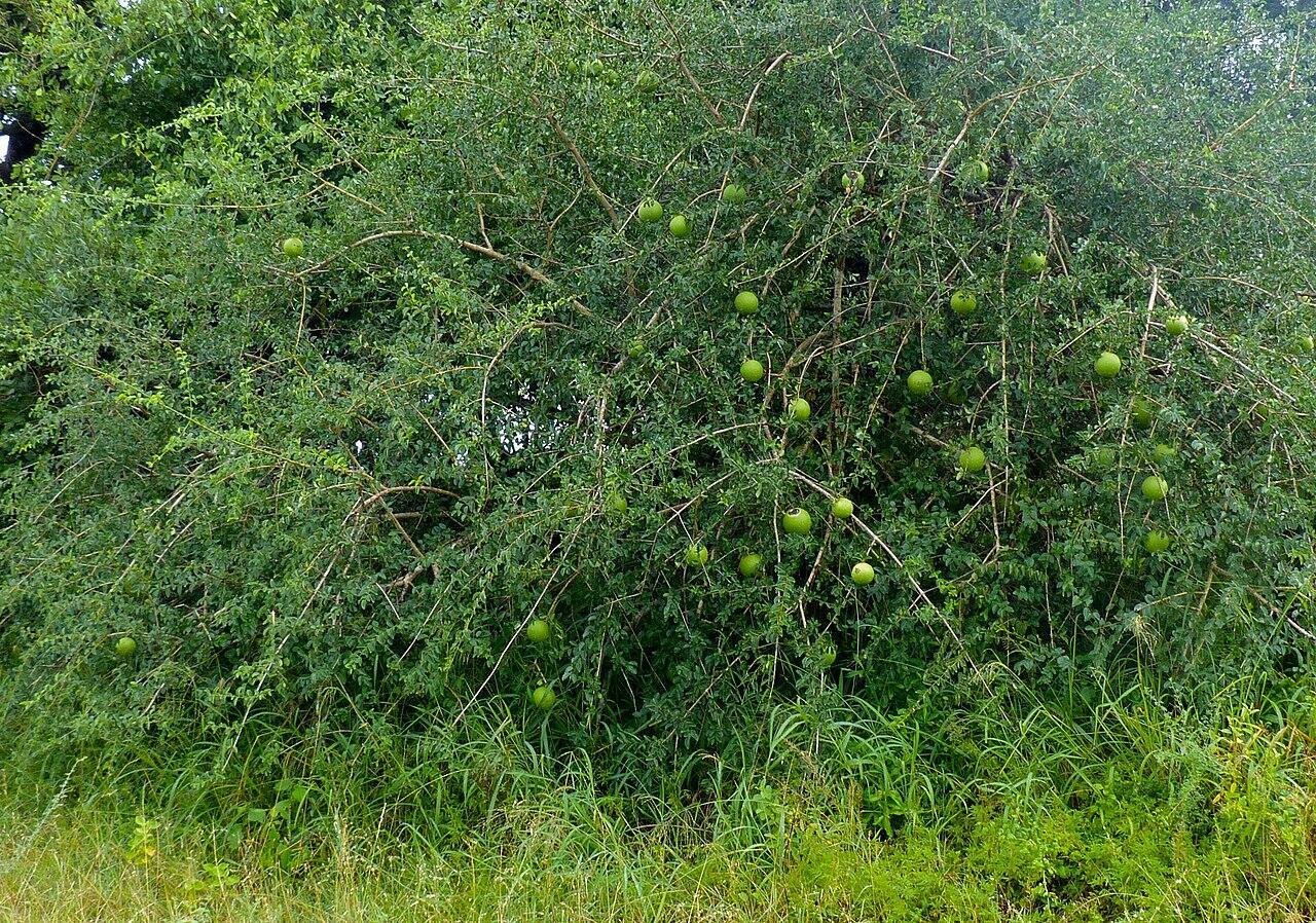 Monkey-oranges, or matamba, are a popular seasonal fruit in Zimbabwe’s rural areas. This example seen in Kruger national park, South Africa.
