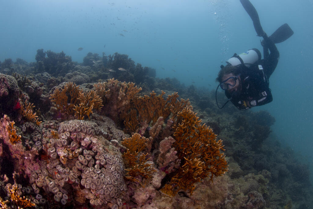 Sob a coordenação de Miguel Mies, Instituto Coral Vivo monitorou impacto do aquecimento dos oceanos em 18 pontos da costa brasileira.