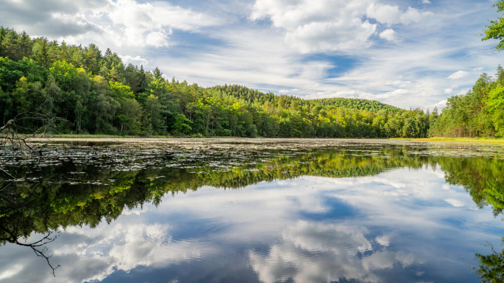 L'étang et la tourbière de Lieschbach, dans le Parc Naturel Régional des Vosges du Nord, près de la frontière allemande.