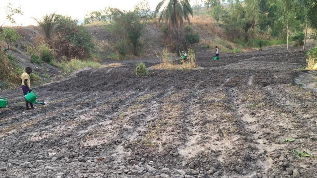 Arrosage du champ d'Artemisia.