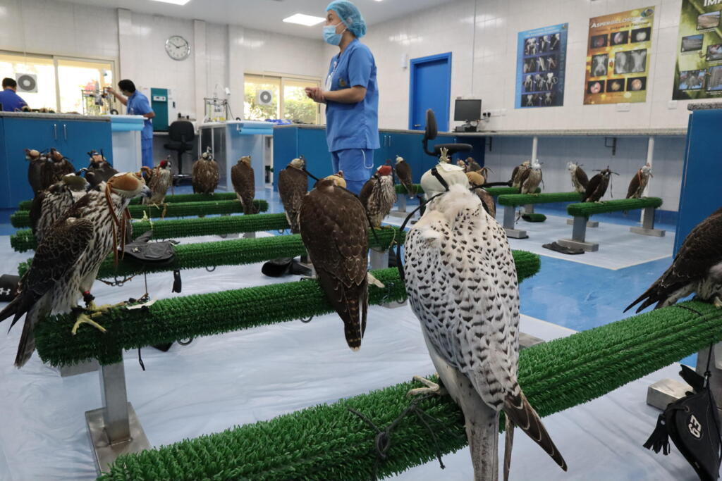 Des faucons à l’hôpital d‘Abu Dhabi.