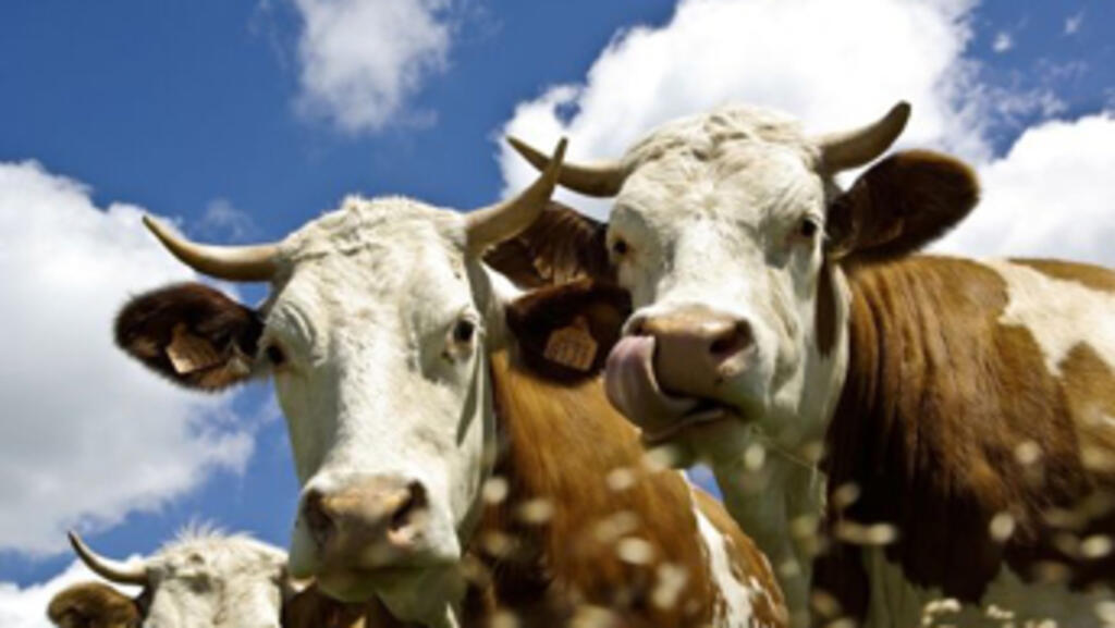 La crise du boeuf américain profite aux exportations d'Australie