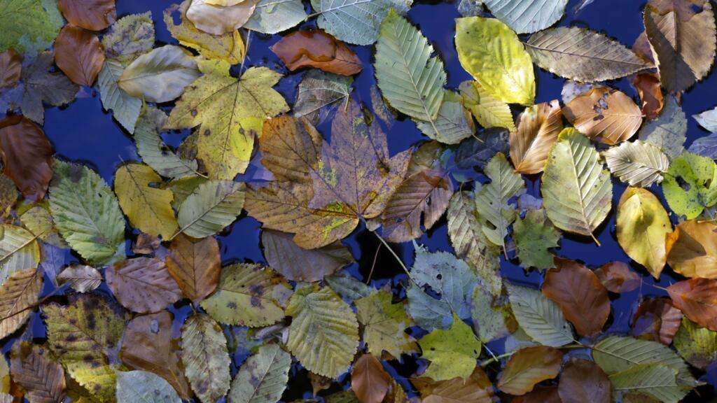 Des feuilles mortes aux couleurs automnales flottent sur l'eau à Munich, en Allemagne, le lundi 5 novembre 2012.
