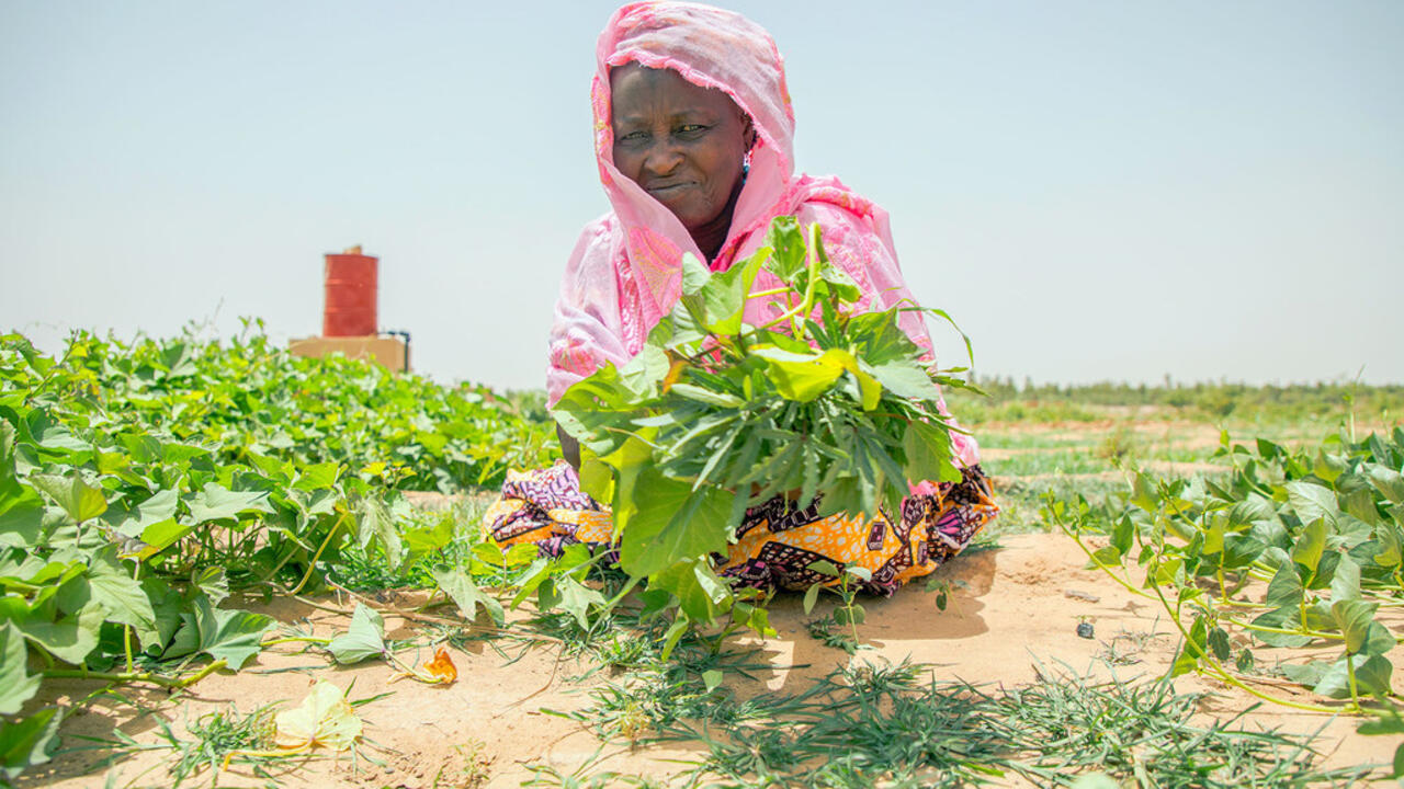 聯合國：全球25國面臨嚴重饑餓風險 糧食不安全人數或增至2.7億