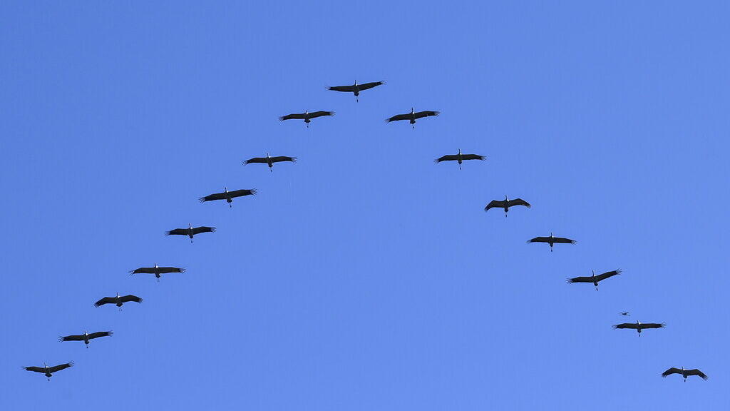 Une espèce migratrice sur cinq est menacée d'extinction, selon un rapport de l'ONU publié ce 12 février 2024 (photo d'illustration).