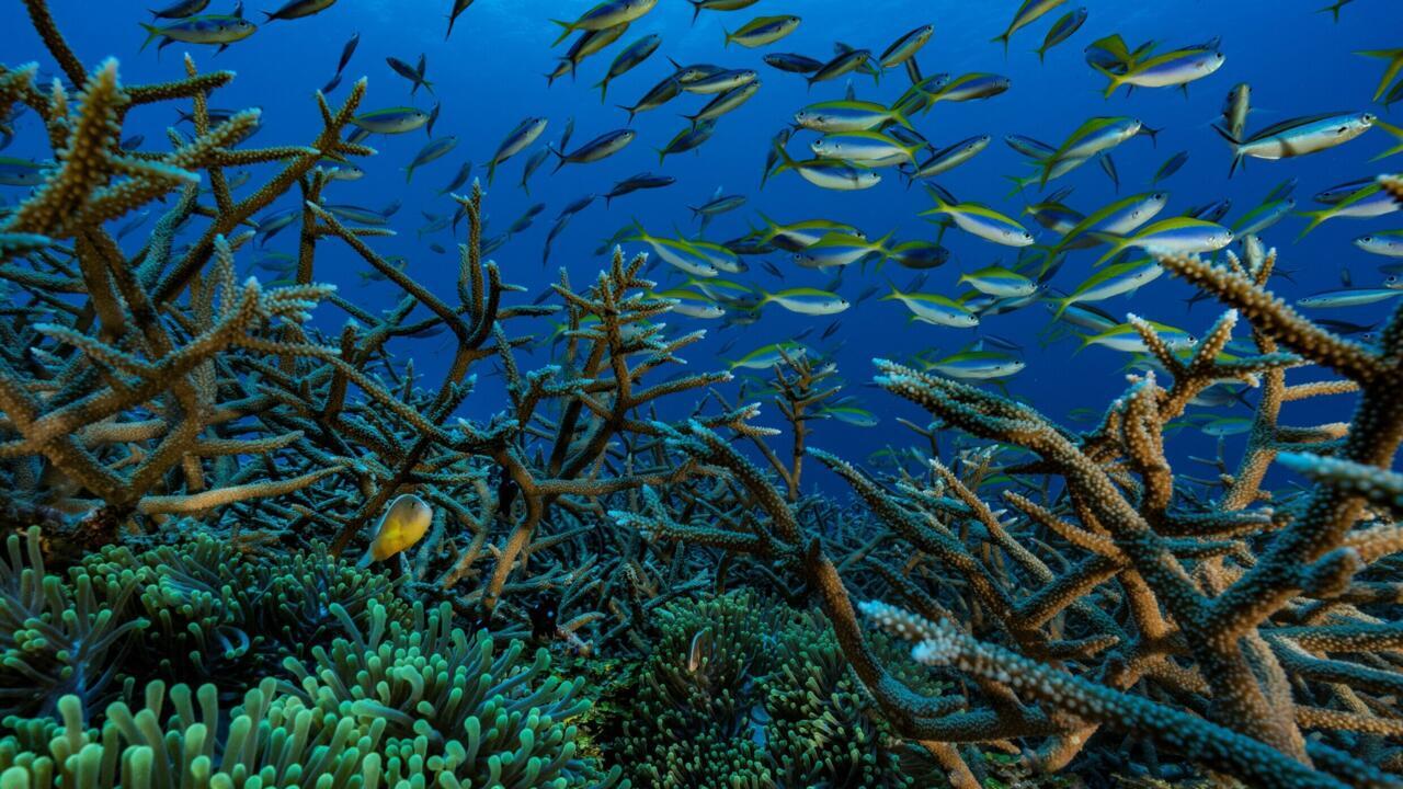 L'océan en ébullition: en Afrique de l'ouest, les zones de peuplement du micronecton se réduisent et se déplacent