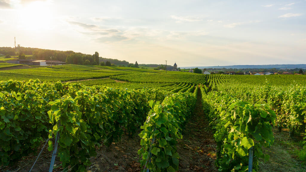 Vignes dans les vignobles champenois, région de Reims, France.