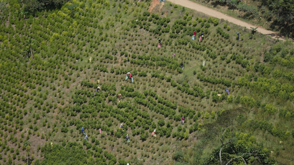 Colombie: des paysans manifestent contre l'épandage aérien de glyphosate par drones