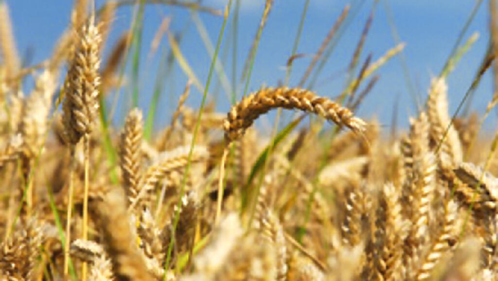 Lúa mì