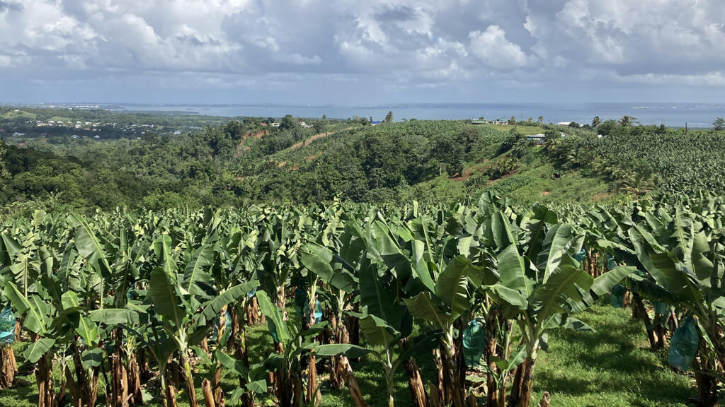 Champ de bananes en Guadeloupe.