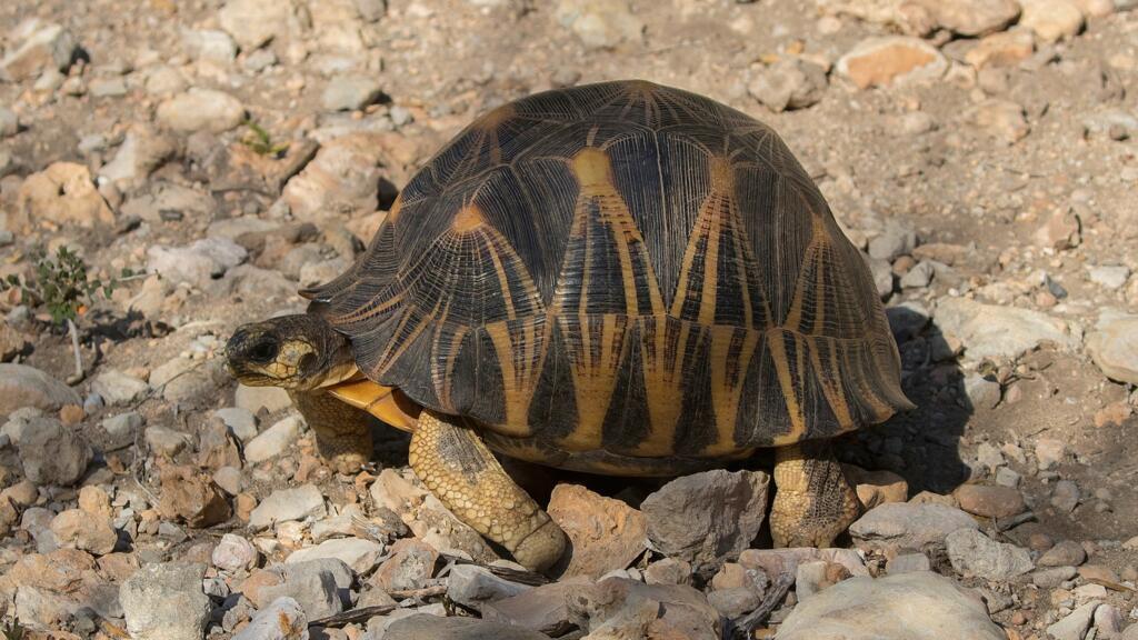 Madagascar: corruption et trafic mettent en danger la tortue étoilée, une espèce en danger Madagascar: corruption et trafic mettent en danger la tortue étoilée, une espèce en danger