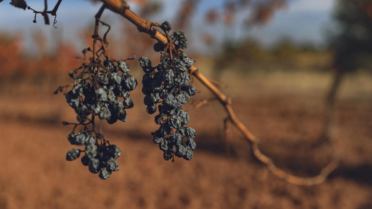 rfi.fr - Scorched vines and shrinking incomes drive French winegrowers to the streets