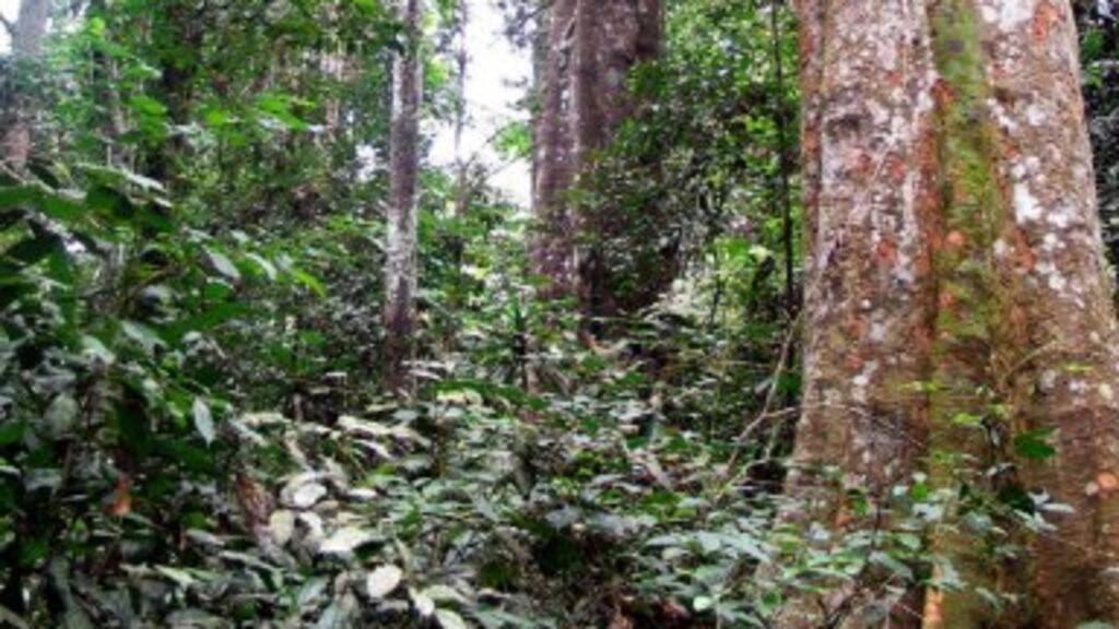 La forêt tropicale de Bambidie, dans l'est du Gabon.