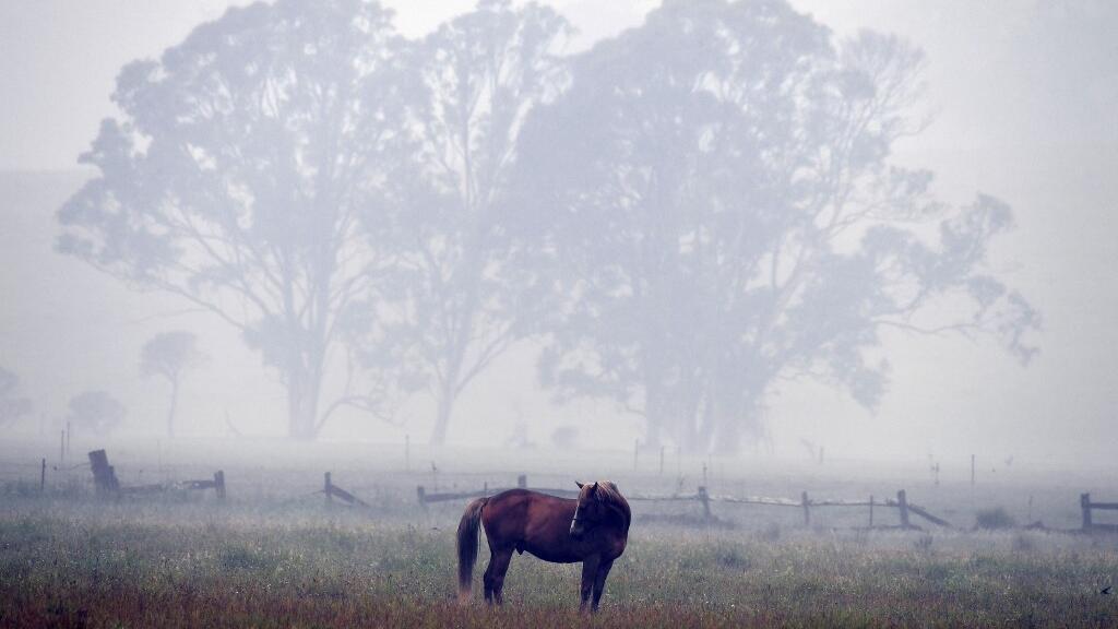 Dans un pré, près d'Eden (New South Wales), le 6 janvier 2020. Selon des experts, le changement climatique a contribué à la sécheresse et aggravé la saison des incendies qui, en cinq mois, ont détruit plus de 10000 hectares de terres.