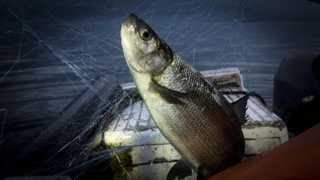 Un spécimen de corégone, une espèce qui fraye dans les eaux froides, du Canada au lac Baïkal.